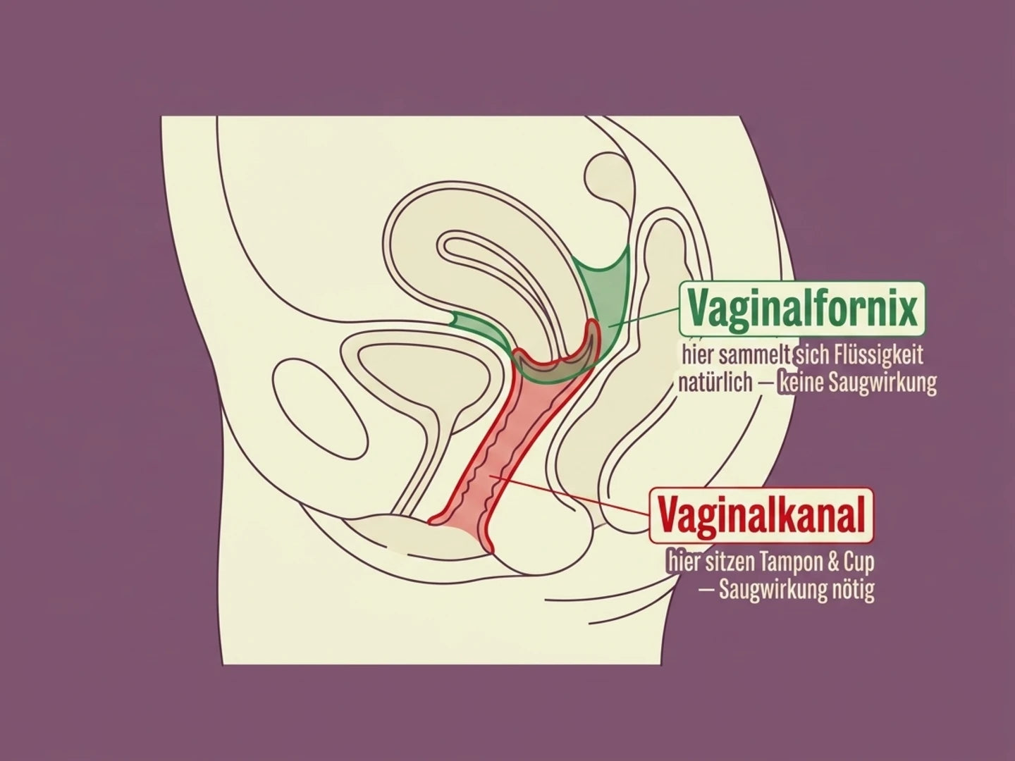 Anatomie-Schaubild: Vaginalfornix als natuerlicher Sammelplatz oberhalb des Vaginalkanals